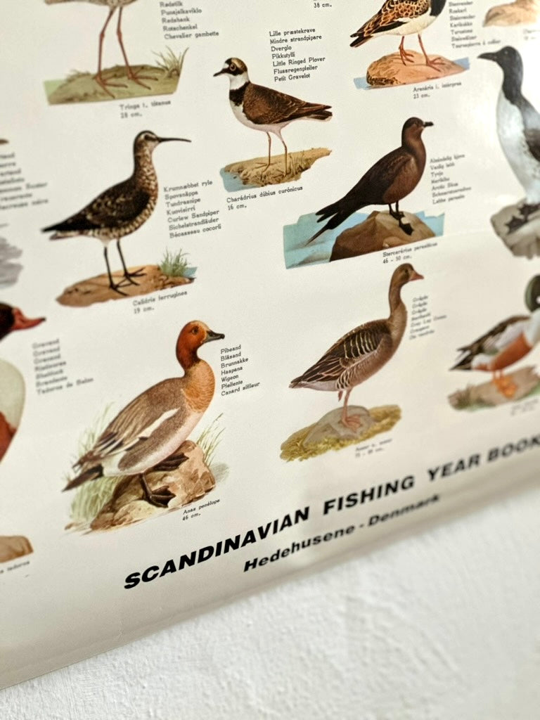 Educational poster printed in Denmark – birds, stars or sea creatures (1970s-80s)