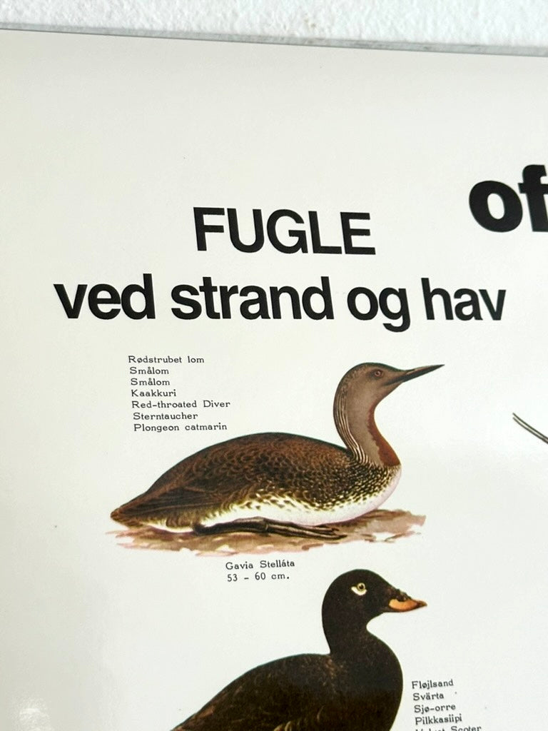 Educational poster printed in Denmark – birds, stars or sea creatures (1970s-80s)