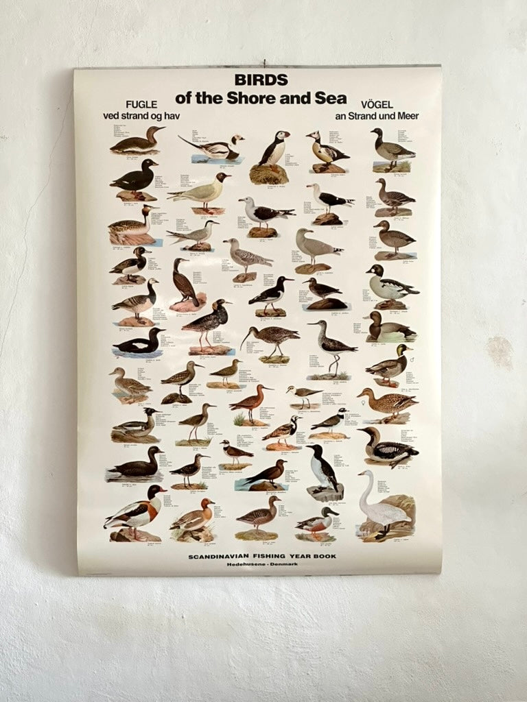 Educational poster printed in Denmark – birds, stars or sea creatures (1970s-80s)
