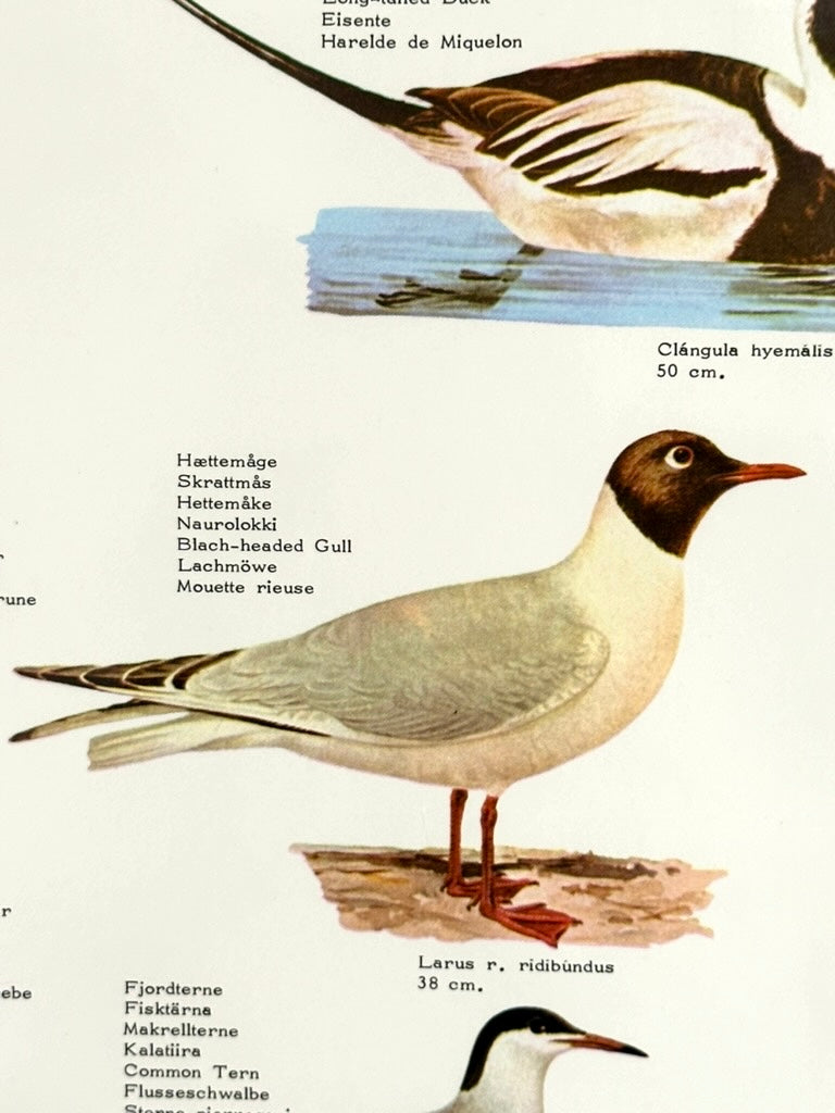Educational poster printed in Denmark – birds, stars or sea creatures (1970s-80s)