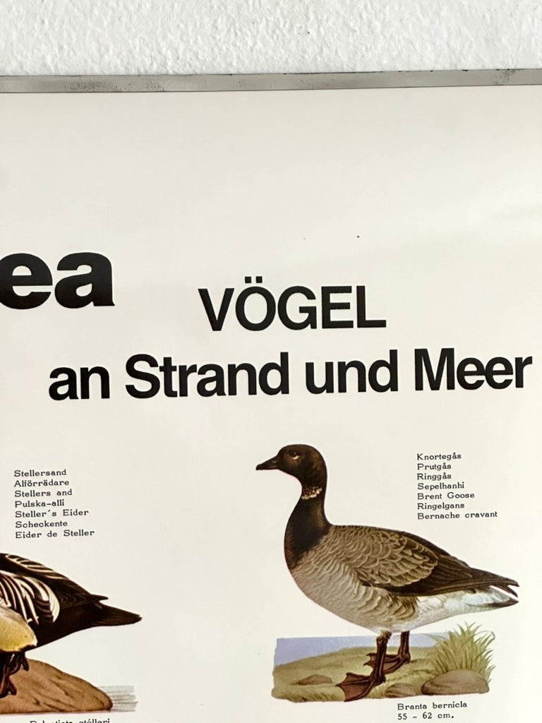 Educational poster printed in Denmark – birds, stars or sea creatures (1970s-80s)