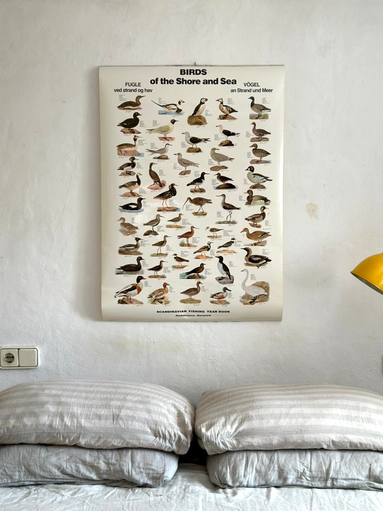 Educational poster printed in Denmark – birds, stars or sea creatures (1970s-80s)