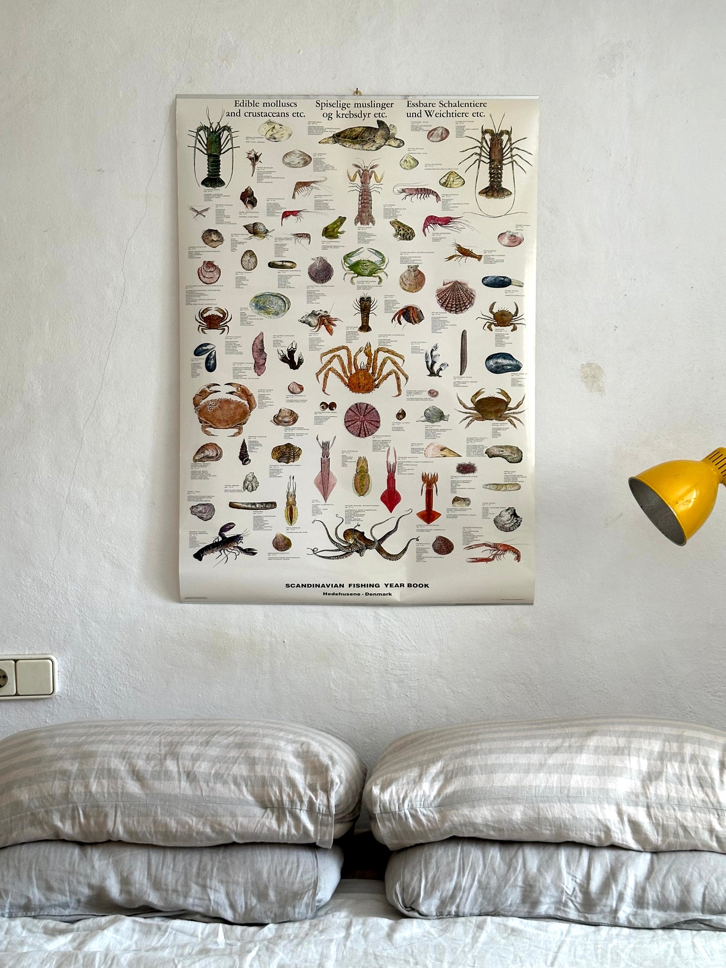 Educational poster printed in Denmark – birds, stars or sea creatures (1970s-80s)