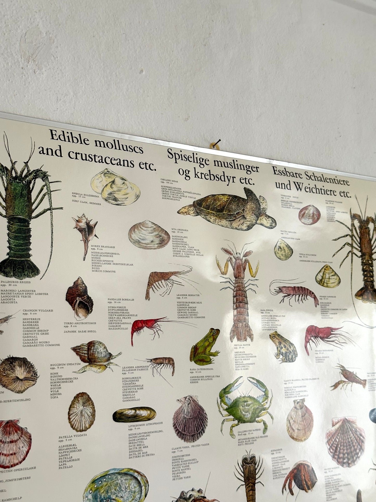 Educational poster printed in Denmark – birds, stars or sea creatures (1970s-80s)