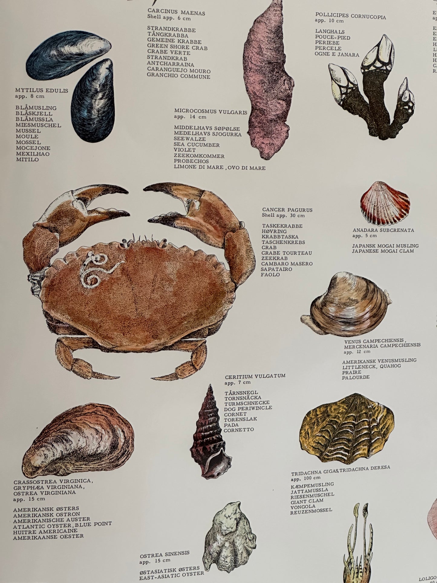Educational poster printed in Denmark – birds, stars or sea creatures (1970s-80s)