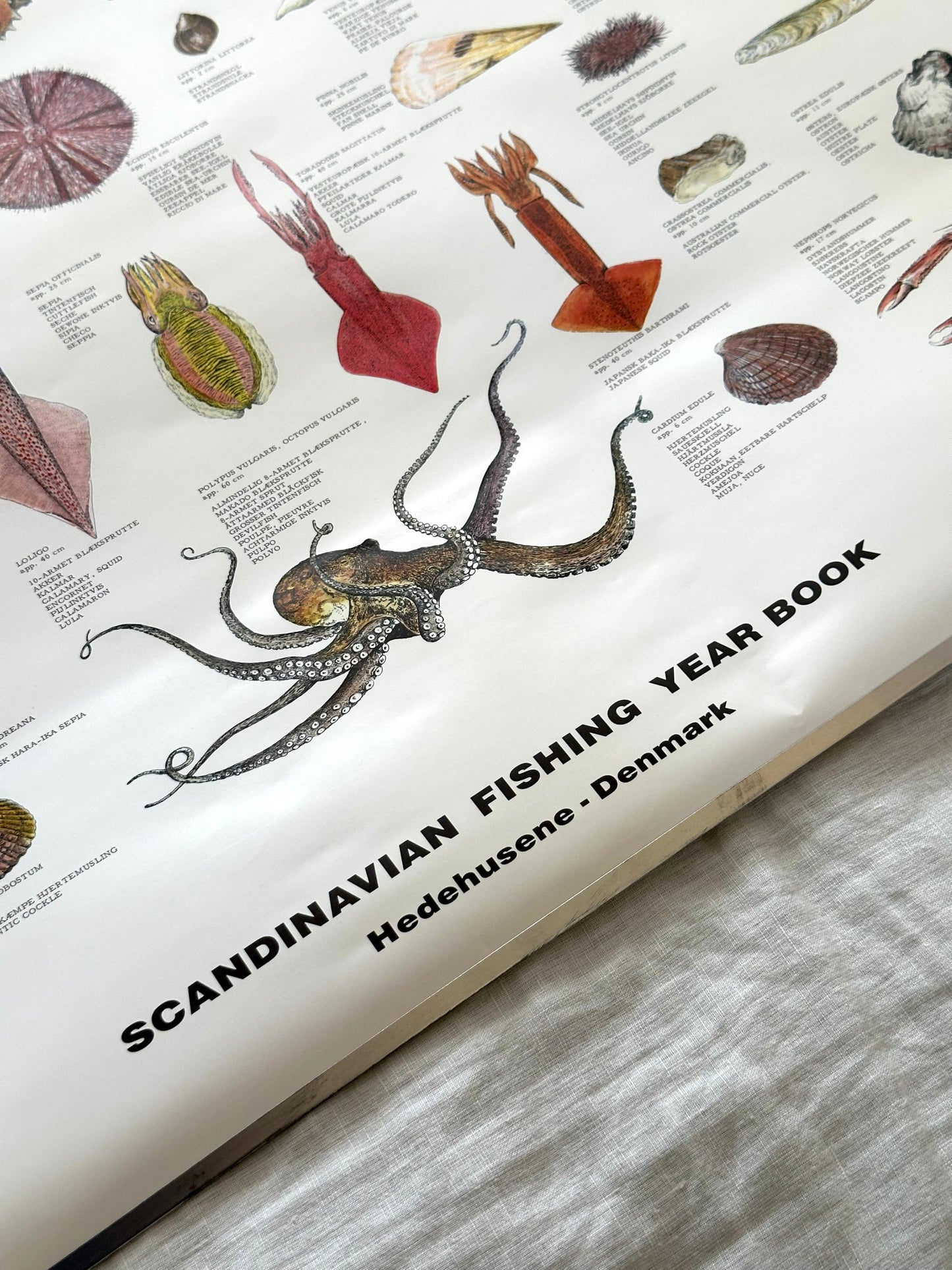 Educational poster printed in Denmark – birds, stars or sea creatures (1970s-80s)