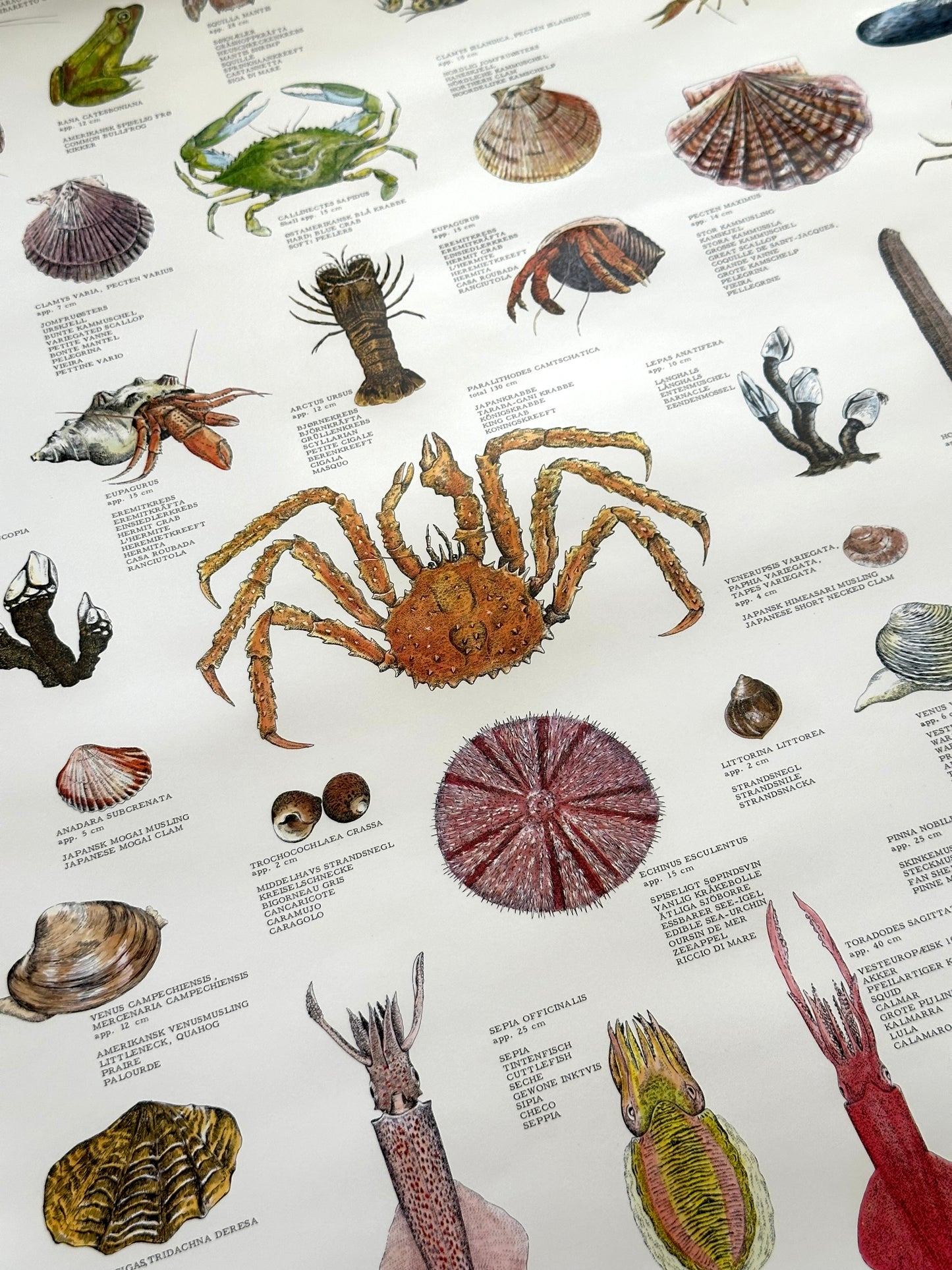 Educational poster printed in Denmark – birds, stars or sea creatures (1970s-80s)