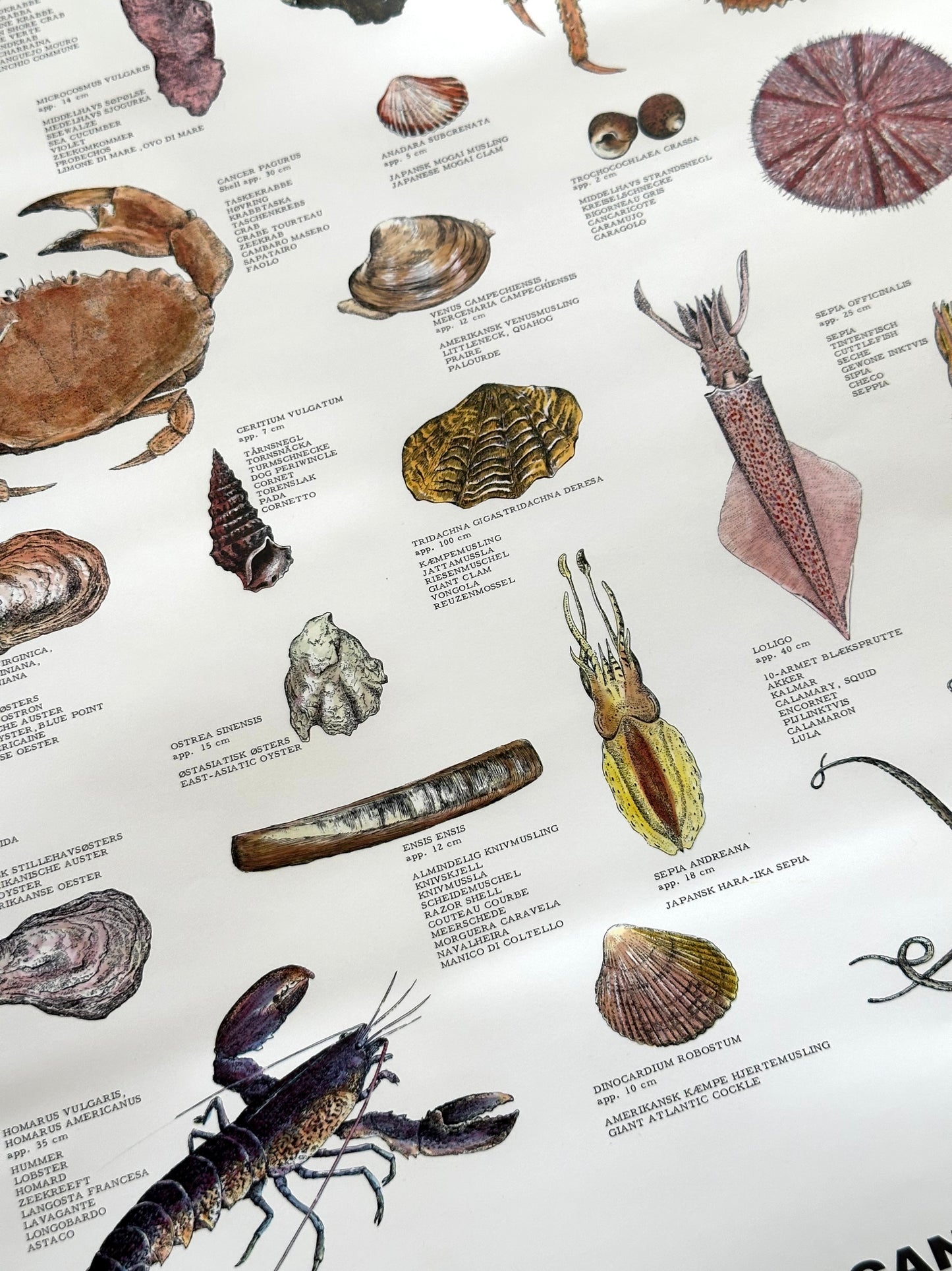 Educational poster printed in Denmark – birds, stars or sea creatures (1970s-80s)