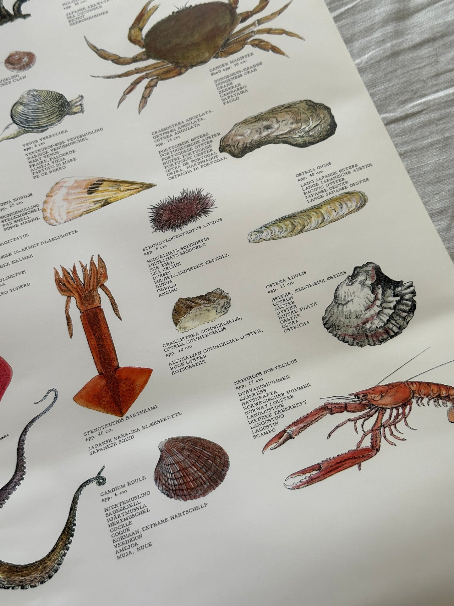Educational poster printed in Denmark – birds, stars or sea creatures (1970s-80s)