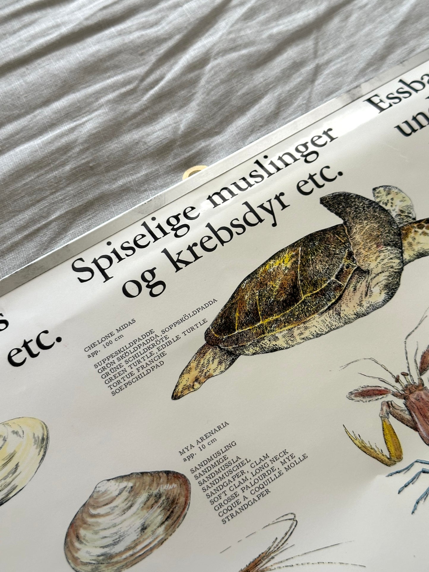 Educational poster printed in Denmark – birds, stars or sea creatures (1970s-80s)