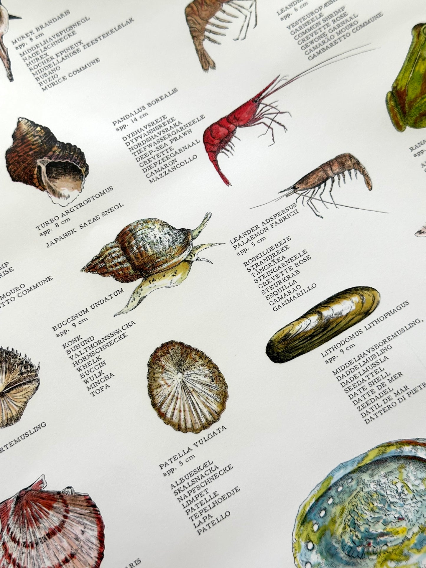 Educational poster printed in Denmark – birds, stars or sea creatures (1970s-80s)