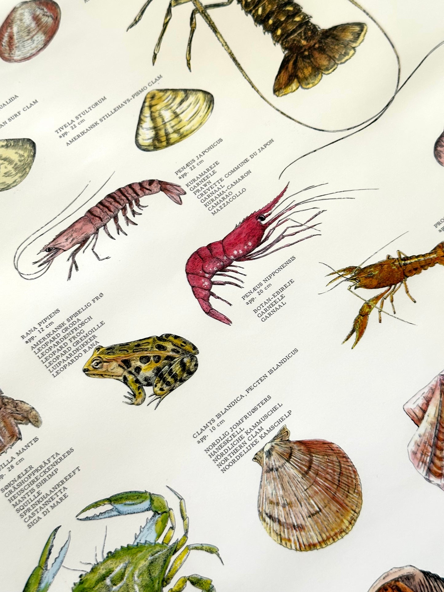 Educational poster printed in Denmark – birds, stars or sea creatures (1970s-80s)