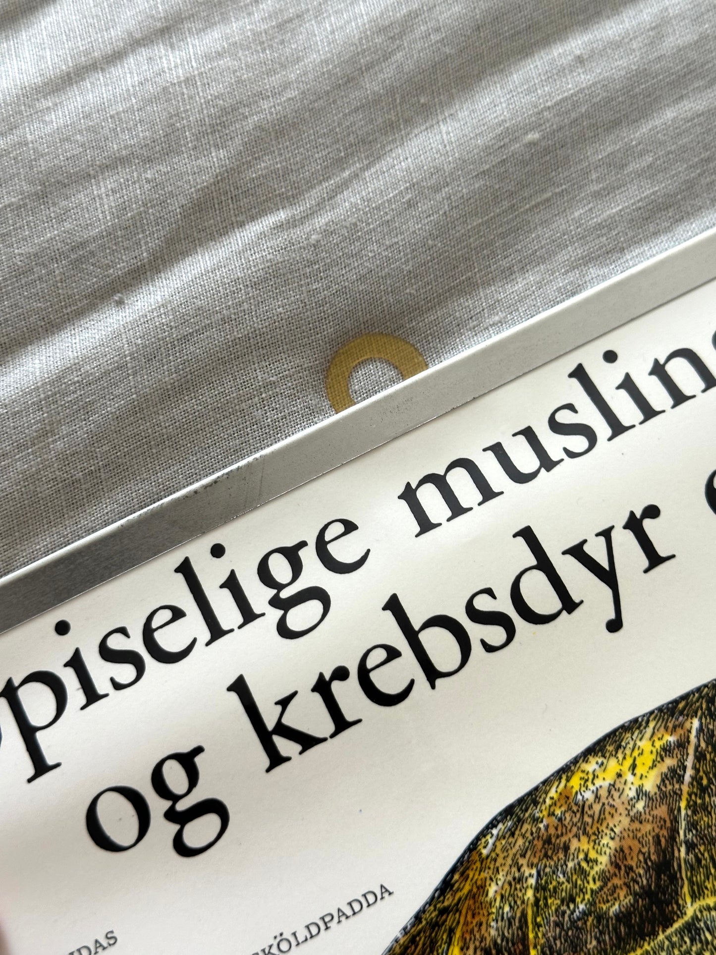 Educational poster printed in Denmark – birds, stars or sea creatures (1970s-80s)